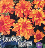 Георгина Гэллери Кобра