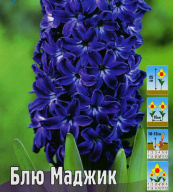 Гиацинт Блю Маджик 
