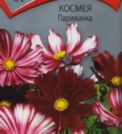 Космея   Парижанка "Поиск"