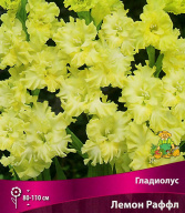 Гладиолус гофрированный Лемон Раффл 