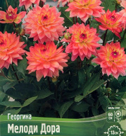 Георгина низкорослая Мелоди Дора