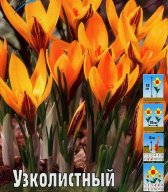 Крокус ботанический Узколистный 