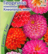 Георгина помпонная Клеопатра  "Premium Seeds"