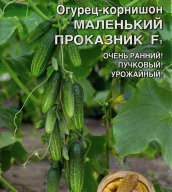 Огурец-корнишон F1 Маленький проказдник "Уральский дачник"