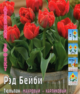Тюльпан низкорослый махровый  Рэд Бейби