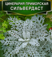 Цинерария приморская Сильвердаст "Аэлита"