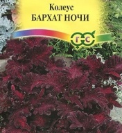 Колеус Бархат ночи  "Гавриш"