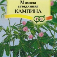 Мимоза стыдливая Кампина "Гавриш"