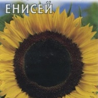 Подсолнечник Енисей  "Гавриш"