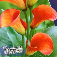 Калла  Треже