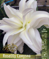 Лилия восточная махровая  Roselily Самуэла