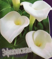 Калла Эфиопская 