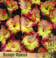 Гладиолус гофрированный Воларе Фриззл 