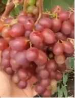 Виноград Памяти учителя