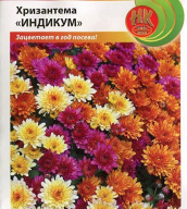 Хризантема Индикум "Русский огород"