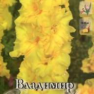 Гладиолус гофрированный Владимир