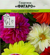 Георгина Фигаро "Русский Огород"