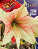 Амариллис Мэджик Грин