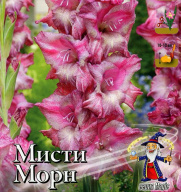 Гладиолус крупноцветковый Мисти Морн
