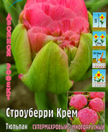 Тюльпан супермахровый-многоярусный Строуберри Крем