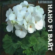 Пеларгония карликовая нано F Вайт "Биотехника"
