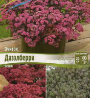 Очиток Даззлберри