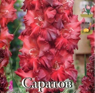 Гладиолус гофрированный Саратов