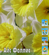 Нарцисс крупнокорончатый Айс Фоллис 