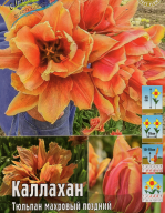 Тюльпан махровый Каллахан