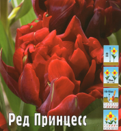 Тюльпан махровый Ред Принцесс