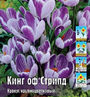 Крокус крупноцветковый  Кинг оф Стрипд