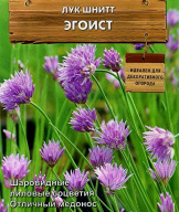 Лук шнитт Эгоист "Поиск"