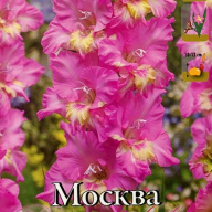 Гладиолус гофрированный Москва 
