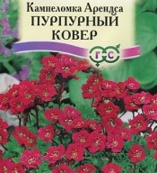 Камнеломка Арендса Пурпурный ковер "Гавриш"