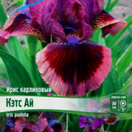Ирис карликовый Кэтс Ай 