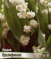 Ландыш майский Пролификанс
