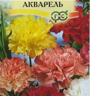 Гвоздика Шабо Акварель "Гавриш"