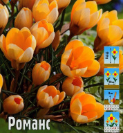 Крокус ботанический Романс