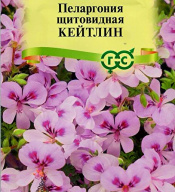 Пеларгония щитовидная Кейтлин "Гавриш"