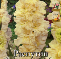 Гладиолус  гофрированный Распутин