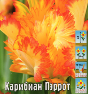 Тюльпан попугайный Карибиан Пэррот