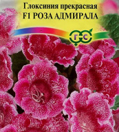 Глоксиния прекрасная  F1 Роза Адмирала "Гавриш"