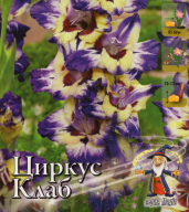 Гладиолус крупноцветковый Циркус клаб 