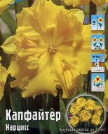 Нарцисс крупнокорончатый Капфайтер 
