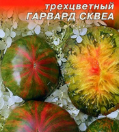 Томат трехцветный Гарвард  сквеа "Наш сад"