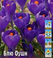 Крокус крупноцветковый Блю Оушн