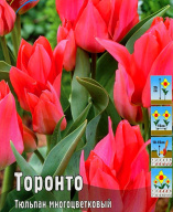 Торонто густомахровый + многоцветковый Торонто