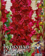 Гладиолус гофрированный Бургунди Раффлд