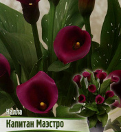 Калла Капитан Маэстро