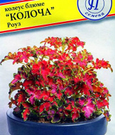 Колеус "Колоча" роуз "Престиж семена"